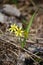 Small,yellow flowers of gagea pratensis