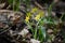 Small,yellow flowers of gagea pratensis