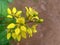 small yellow flowers of Galphimia glauca found in Kerala India