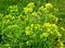 Small yellow flowers in green grass in the field. Wild flower.