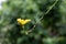 Small yellow flowers of loofah on a blue background