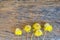 Small yellow flowers on old wood.