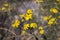 Small yellow flowers of the Packera plant