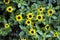 Small yellow flowers Sanvitalia Creeping zinnia, top view