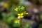 Small yellow flowers some blooming full of pollen and the others waiting to bloom