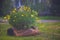 Small yellow flowers in a tree trunk planter on a rainy day