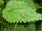 Small yellow fly on the green leaf of a nettle