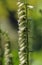 Small Yellow Foxglove