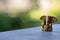 Small yellow Ganesha figure with unfocused background. Beautiful golden Ganesh statue with open palm. Asian religion concept.