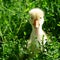 Small yellow gosling in the grass