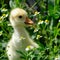 Small yellow gosling in green grass