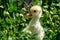 Small yellow gosling in green grass and flowering daisies.