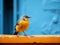 a small yellow and gray bird sitting on a ledge