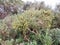 Small yellow growing gorse flower tips on shrub