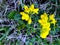 Small Yellow Horseshoe Vetch