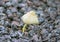 Small yellow inedible toadstool mushrooms