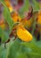 Small Yellow Lady`s Slipper