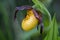 A Small Yellow Lady`s Slipper Orchid in the Kawarthas, Ontario
