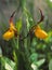 Small Yellow Lady`Slippers bloom with color