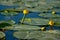 Small Yellow Lotus floating on blue water in Danube Delta