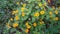 small yellow melopodium flowers like sunflowers