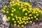 Small yellow moss flowers