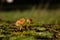 Small yellow mushroom growing on moss, HYGROCYBE CERACEA