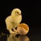 A small yellow newborn chicken with shaggy paws on a black background.