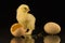 A small yellow newborn chicken with shaggy paws looks at the egg in anticipation of hatching another chick. Black