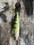 A small Yellow Perch on weather worn wood