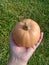 small yellow pumpkin in hand fresh green grass background