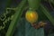 SMALL YELLOW PUMPKIN ON A VINE