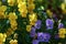 Small yellow and purple pansies blooming Viola cornuta Admire Clear Mix