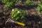 A small yellow rake lies near a flowering strawberry bush on the bedside soil.