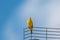 Small, yellow Saffron Finch perches on an antenna in the blue sky.