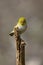 Small yellow silvereye bird perched on a branch of a tree