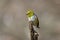 Small yellow silvereye bird perched on a branch of a tree