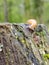 Small Yellow Slug on a Cedar Post 1