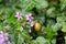 Small yellow snail on a pink flower