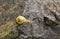 Small yellow snail on a rock