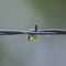 Small yellow spider sense and ambush on the underside of a barbed wire prong