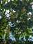 Small yellow Syzygium samarangense, rose apples, on a tree. Bottom view