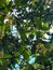 Small yellow Syzygium samarangense, rose apples, on a tree. Bottom view