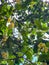 Small yellow Syzygium samarangense, rose apples, on a tree. Bottom view