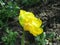 Small yellow terry tulip