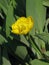 Small yellow terry tulip in the garden