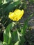 Small yellow terry tulip in the garden