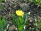 Small yellow terry tulip in the garden