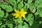 Small yellow two flowers on bright green leaves background