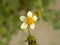 Small yellow and white color flower of Spanish needles plant